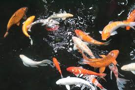 Pemiliknya adalah feri purwo, seorang futurolog dan juga pendiri. Perhatikan 9 Hal Ini Sebelum Membuat Kolam Ikan Koi Minimalis Rumah123 Com