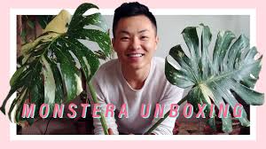 Plant Unboxing Variegated Monstera Deliciosa Thai Constellation Youtube