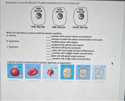 Ppt - Cellular Transport Unit Powerpoint Presentation, Free Download -  Id:3115143