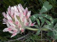 Image result for Trifolium multinerve