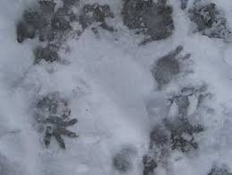 20 raccoon track in snow raccoon track in snow, photo enhanced raccoon tracks in snow studyworks! How To Recognize Opossum Tracks