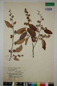 Image result for Marquesia macroura