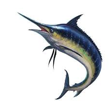 Blue Marlin On White Blue Marlin Blue Marlin Fish Marlin