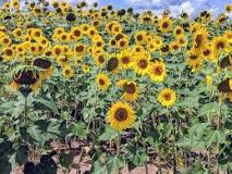 Image result