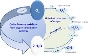 At the end of the cellular respiration, carbon dioxide and water are. Cellular Respiration An Overview Sciencedirect Topics