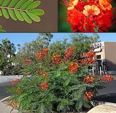 What should it look like? Red Bird Of Paradise Horticulture Unlimited