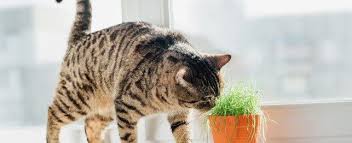 Their flowers are exactly what make them so popular for homeowners. A Guide To Indoor Plants That Are Safe For Cats