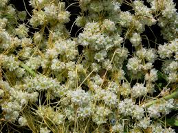 Image result for Cuscuta planiflora