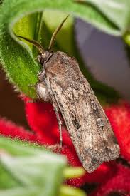 Image result for Agrotis ipsilon