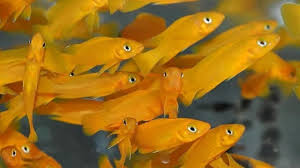 Maybe you would like to learn more about one of these? Gambar Ikan Warna Kuning Gambar Ikan Hd