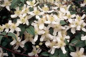 Image result for Clematis commutata