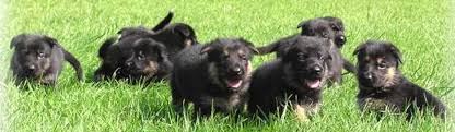 10 year health guarantee included and optional obedience training can be provided before your puppy comes home. German Shepherd Puppies In Ontario Top Dog Trainer Training