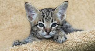 I am an exotic kitten breeder and offer kittens for sale in virginia specializing in: How Big Are Savannah Cats Your Serval Mix Size Guide