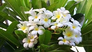 Leis symbolize hospitality and are given to new arrivals to the hawaiian islands, used to decorate graves of war veterans on memorial day and for many other events native to hawaii. Hawaiian Plumeria Flowers Used To Stock Footage Video 100 Royalty Free 7858321 Shutterstock