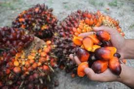Maybe you would like to learn more about one of these? Palm Oil Extends Retreat From Decade High On Biodiesel Worries The Star