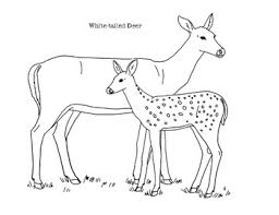 Big deer on the grass; White Tailed Deer Coloring Page By Mama Draw It Tpt