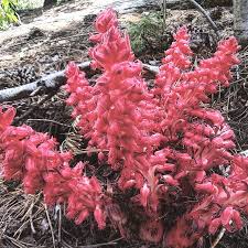 Image result for Sarcophyte sanguinea