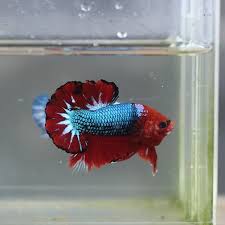 Beli ikan cupang fccp online berkualitas dengan harga murah terbaru 2021 di tokopedia! Fancyred Instagram Posts Gramho Com