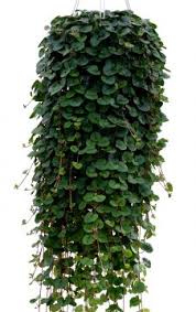 Image result for Lysimachia barbata