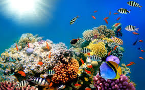 7 Marine Animals You Didn T Know Were Endangered Underwater Wallpaper Coral Wallpaper Ocean Underwater