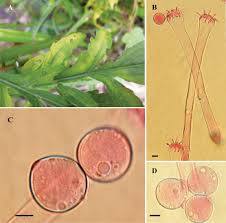 Image result for Conyza limosa