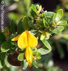 Image result for Brya