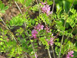 Image result for Indigofera emarginella