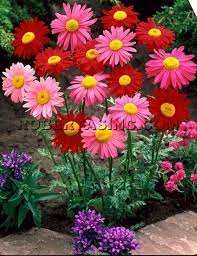 Garden Wish List Part Sun Perennials Daisy Painting Flowers Perennials