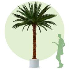 Washingtonia filifera, also known as desert fan palm, california fan palm, or california palm, is a flowering plant in the palm family (arecaceae) native to the far southwestern united states and baja california. Palmen24 De Areca Artificial Palm Trees