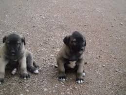 Sahibinden Satilik Kangal Yavrulari Satilik Kangal Yavrusu Fiyatlari Ilanlari Ucretsiz Sahiplendirme 05468858919