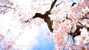 Check spelling or type a new query. Sakura Wallpapers Top Free Sakura Backgrounds Wallpaperaccess