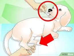 Place the thorns in a bowl of water after pulling them. How To Get A Thorn Out Of A Dogs Paw With Pictures Wikihow Pet