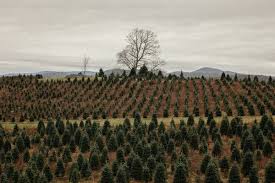Get directions link opens in new tab. Real Vs Artificial Christmas Trees Which Is The Greener Choice The New York Times