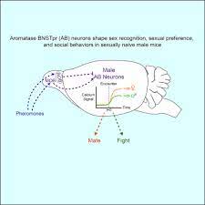 Long before nicki minaj made rim jobs famous by rapping about tossing salads (yup, that's what that meant), many people were licking a** and taking names. Limbic Neurons Shape Sex Recognition And Social Behavior In Sexually Naive Males Sciencedirect