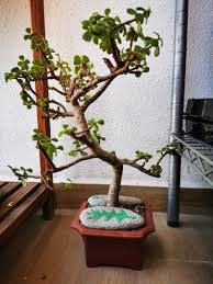 The dwarf jade plant, portulacaria afra is sometimes called elephant bush, elephant's food, elephant plant, miniature. Portulacaria Afra Elephant Bush Bonsai Furniture Home Living Gardening Plants Seeds On Carousell