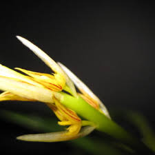 Image result for Bulbophyllum schinzianum