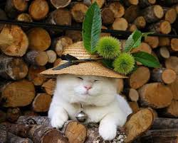 Seorang lelaki bernama frandsita muafidin membuat keputusan untuk memanipulasikan gambar kucing dengan dunia fizikal. Ini Koleksi Gambar Kucing Comel Yang Suka Senyum Masa Tidur Shiro Pounsikou Kio