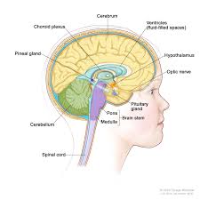 What does the central nervous system (cns) consist of? Childhood Central Nervous System Germ Cell Tumors Treatment Pdq Patients Siteman Cancer Center