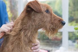 Irish Terrier Stock Photos Download 866 Royalty Free Photos