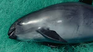 They hardly ever appear, lent told live science. Only Captivity Will Save The Vaquita Experts Say The New York Times