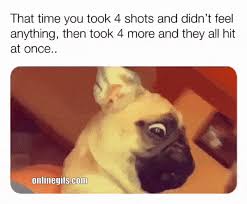Having said that, your little dog can still enjoy pool days with the family through the use of special life jackets and proper training. Meme Creation Funny Dog Meme Gifs
