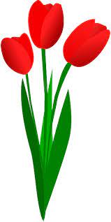 Kumpulan gambar sketsa bunga indah dan mudah cara menggambar dari bunga sakura, mawar, melati, tulip, anggrek, matahari, teratai sketsa sederhana dan lain. Download Stem Clipart Bunga Tulip Flowers Clip Art Full Size Png Image Pngkit
