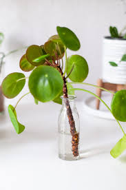 Stabljike su drvenaste i narastu do 30 cm visine. Pilea Vermehren Mit Ablegern 5 Super Infos Zur Pflege Der Pilea