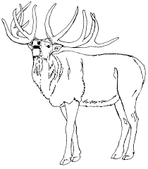 Elk Coloring Pages Best Coloring Pages For Kids In 2020 Horse Coloring Pages Skull Coloring Pages Coloring Pages