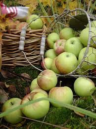 Au Paradis Des Images Page 2 Fruits D Automne Cueillette De Pomme Vert Pomme