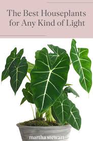 Houseplants For Any Kind Of Light In 2020 Houseplants Plants Low Light Plants