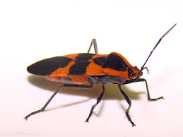Female Milkweed Bug Lygaeidae Oncopeltus Fasciatus Insects Cool Insects Bugs