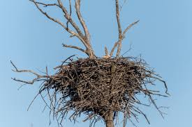 Different Types Of Birds With Their Nests The Ultimate Guide To Types Of Bird Nests Bird Nest Nest Bird