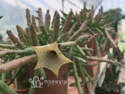 Image result for Huernia leachii