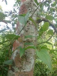 Check spelling or type a new query. Jual Daun Bungkus Papua Asli Di Lapak Zaenal Abidin Bukalapak